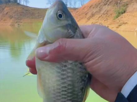 探钓·狂拔#野钓 #钓鱼才是抖音运动顶流 #野钓鲫鱼 #钓鱼 #鲫鱼