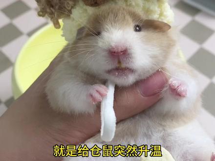 夏天怎么给仓鼠降温#仓鼠 #金丝熊 #萌宠出道计划 #卡诺夏季 #仓鼠冰屋