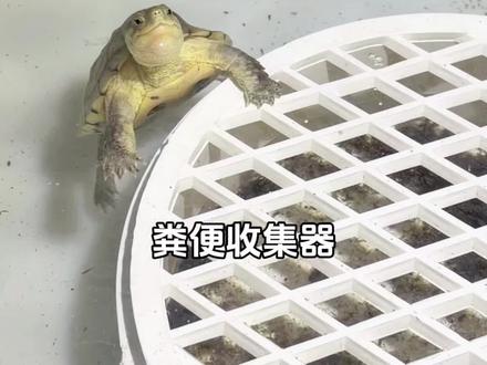 专为龟龟设计的“龟厕所” 裸缸养龟也不用天天换水了 #养龟必看 #养龟日常 #乌龟集便器 #裸缸养龟 #粪便收集器
