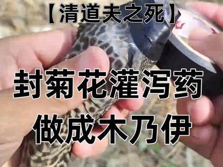 封住清道夫菊花,狂灌泻药,全程一声不吭!不说话就是没事!