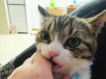 咪:都是猫科的,跟我扯什么犊子!#福宝话很多 #话痨猫 #这猫一看就是练家子 #这一小坨猫谁受得了 #这小猫是懂演戏的