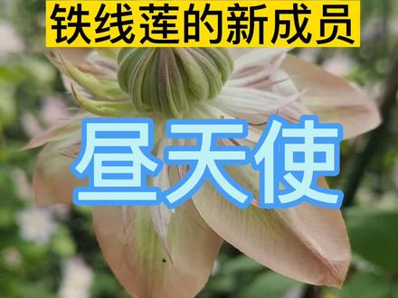 #来抖音学农技 #2022新农人计划#铁线莲新品昼天使