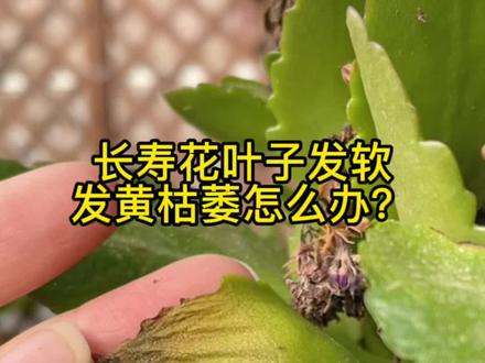 长寿花叶子,发软发黄枯萎怎么办?#长寿花 #养花小知识 #花卉绿植 #分享家庭养花知识 #好物推荐 #创作灵感