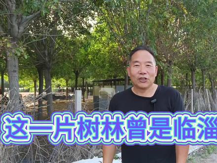 曾经的临淄二中已是一片树林