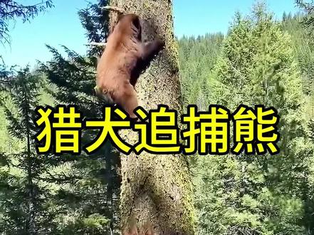 猎犬追捕熊! #猎犬 #熊 #动物世界看人生百态