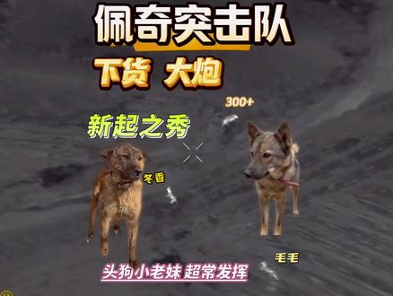 咱们的小老妹又开始发力了,丁师傅今天又整节目了,遇到大佩奇不硬上,好宝宝@佩奇突击队-坦克 @佩奇突击队-牛牛 #团团#西北护农#头狗