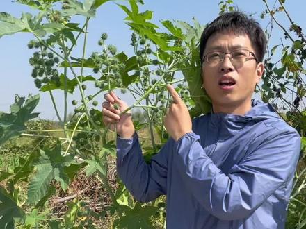 儿时的女同桌经常把蓖麻子放在铅笔盒里作为装饰品,还时不时的拿出来把玩一阵子。现在想想真是心有余悸。大家管蓖麻叫什么名字?#植物 #蓖麻 #科普 #新农人计划2022 @抖音小助手