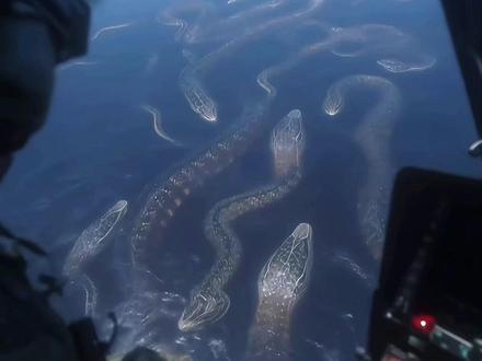 带你认识亚马逊雨林危险生物 #亚马逊雨林 #生物 #科普