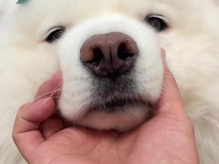 小狗牌插座你值得拥有 #萌宠 #萨摩耶 #家有萌宠