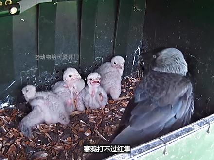 红隼夫妻联手击退寒鸦,没想到寒鸦却凭着高智商,成了最后的赢家