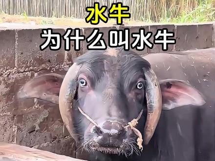 水牛为什么叫水牛呢? #水牛 #水牛为什么叫水牛 #动物科普