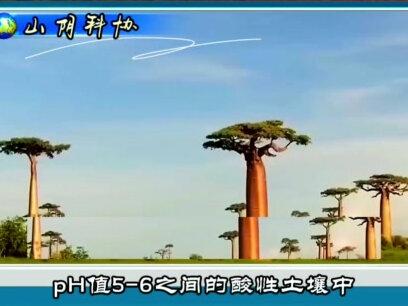 猴面包树寿命有5000年,能存水又能住人,为何我国引进后大变样#树 #猴面包树 #科普