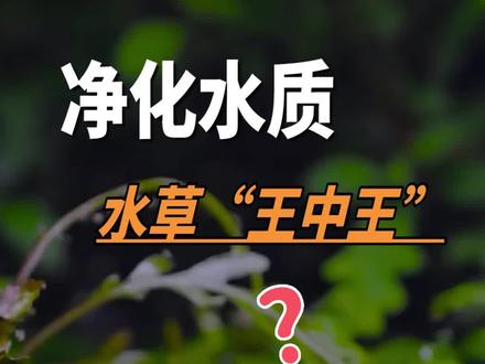净化水质水草之王就是它了#净化水质 #水草 #水草缸 #水族 #养鱼 #观赏鱼 #新手养鱼