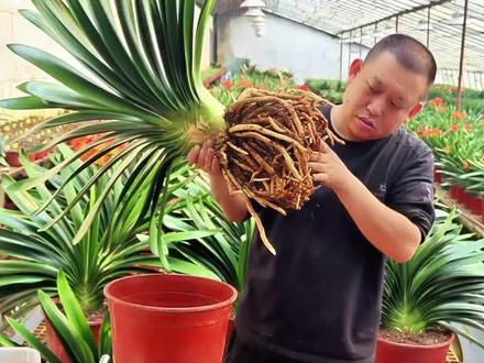 养花不停,换土不止