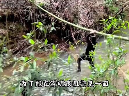 华南F3为了祭祖,又开启了独属于他们的特种兵大作战#拜山祭祖 #清明 #太公你在哪里 #名场面
