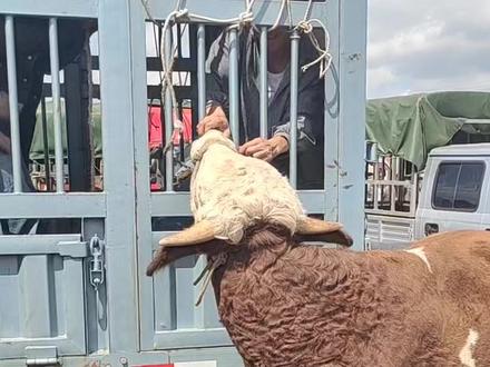 牛太怪了,一定要把鼻锁穿上,用绳子栓在鼻锁上,一怪鼻子就疼,这样牛就老实了#抖音助农 #你好2022 #养牛致富 #养牛技术