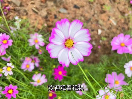 看这里,格桑花的繁殖技巧大揭秘!#格桑花 #格桑花 #格桑花种植 #中视频伙伴计划