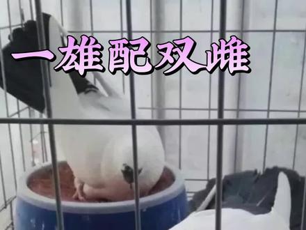 牧鸽人博博:怎样一雄配双雌