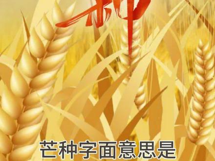 今日芒种#二十四节气 #芒种 @抖音小助手 @DOU+小助手