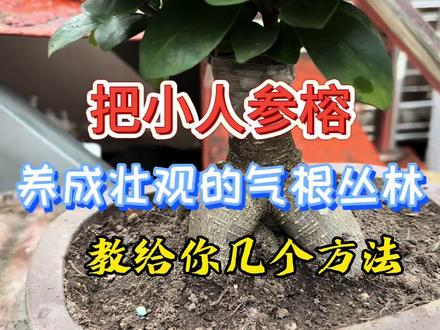 把小人参榕养成丛林的季节即将来临,如何养气根教给你几个好方法 #绿植养护技巧 #创作者中心 #创作灵感 #榕树养气根 #榕树气根