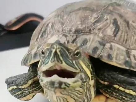 你的乌龟会叫,那可不是什么好事。#养龟日常 #养龟人