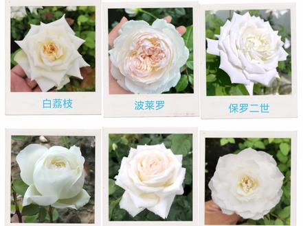 #花卉绿植 #养花 #白玫瑰 #切花玫瑰 #月季 白色的品种很多也很美,只介绍了部分品种,九宫格