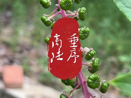 当心这种外来入侵毒王☠️#垂序商陆 #商陆