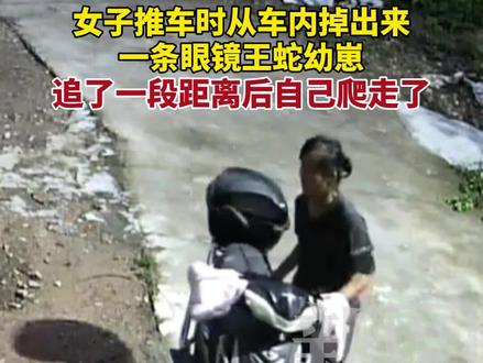 女子推电动车时,从车内掉出来一条眼镜王蛇幼崽,追了一段距离后自己爬走了。