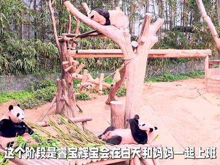 睿宝辉宝的独立训练进入了第二个阶段 #睿宝辉宝