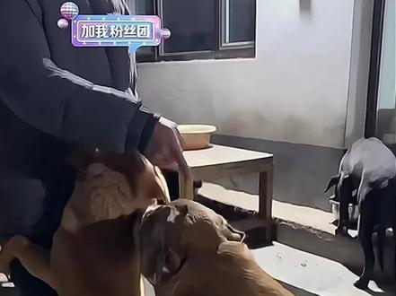 快给黄黄娶个媳妇儿吧!
黄黄求偶记(咱莲梅还是个孩子呢🚫)#骏良 #黄黄 #狗狗狗狗