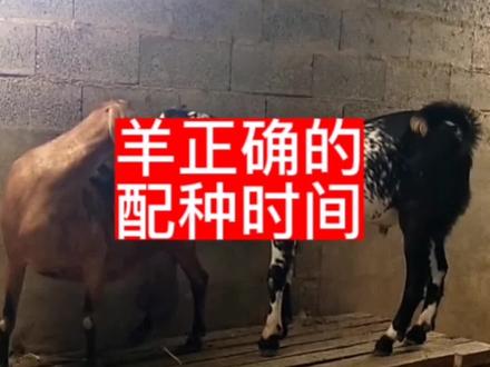 羊正确的配种时间#农村养羊 #养羊人 #自繁自养 #农村创业养殖 #养殖