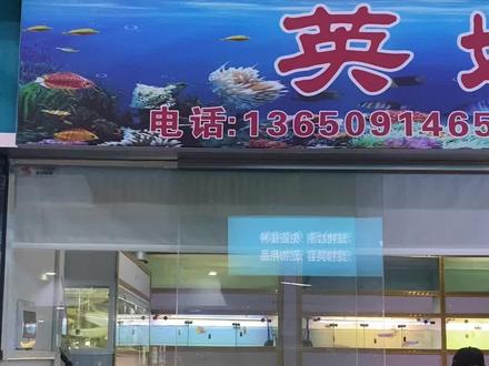今天带大家走上一条致富之路#龙鱼