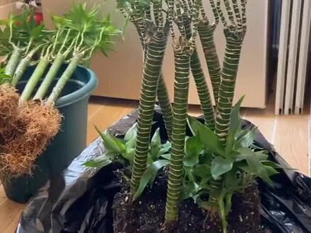 教你如何养好土培富贵竹龙竹@抖音小助手 #花草