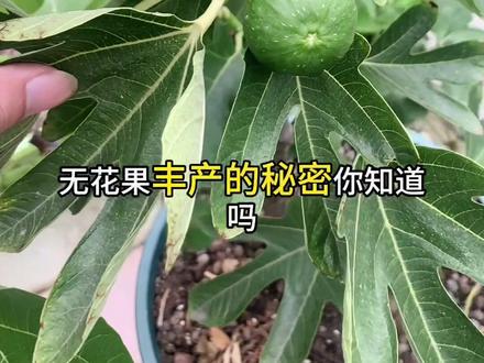 无花果高产的秘诀!1分钟让你拥有一盆丰产的无花果!别再走弯路了#记录我的种植生活 #我的小菜园 #自己种的纯天然的绿色蔬菜 #无花果 #无花果丰产的秘密