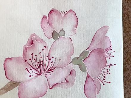 桃花的四种画法#零基础学画画 #没骨画 #国画 #零基础教学 #想画就画