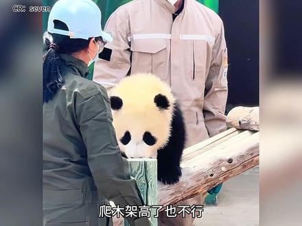 熊猫圈太子爷,不像是熊猫和奶爸,更像是太子爷和他的皇家护卫队!#不止我一个人想rua大熊猫 #熊猫届顶流 #大熊猫 #熊猫宝宝