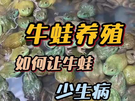 牛蛙养殖如何让牛蛙少生病#牛蛙苗 #牛蛙