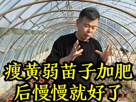 当苗子生长到3到4片叶子的时候,苗比较瘦黄弱,我们要给苗子施点肥,慢慢就好了!#种菜 #种菜小技巧 #三农#我的乡村生活#抖音助农