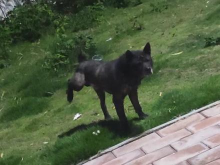 狗王野猪的儿子长大成为狗王刀疤,又帮粉丝带回一条野猪后代 #狗打架 #狗王野猪 #精神小狗 #田园犬 #狗狗