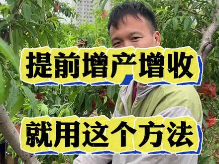 能让桃树 提前增产增收的好方法 #桃树管理 #果树种植 #果树种植技术 #果树妙招