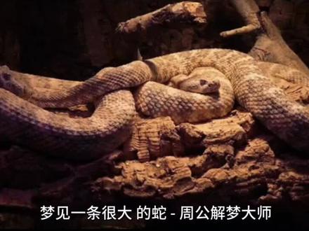 梦见大蛇的寓意解折#神奇动物在抖音 #周公解梦