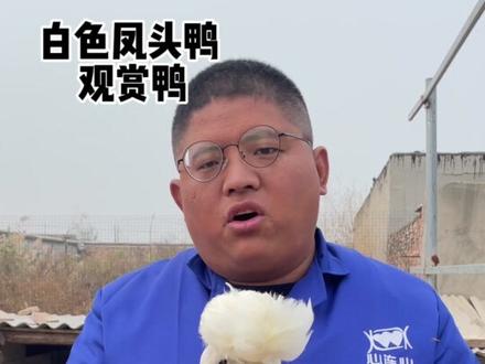 #上热门话题 纯白色凤头鸭观赏鸭##神奇动物在抖音 #萌宠推荐官 #只做高品质 #农村创业养殖