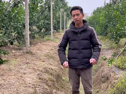 柑橘一边倒!绿色树形!
#对话柑橘 #果树管理 #三农