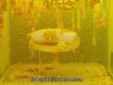 无脑的单细胞黏菌——悬空食物大挑战 吃到米花棒之后黏菌就疯了