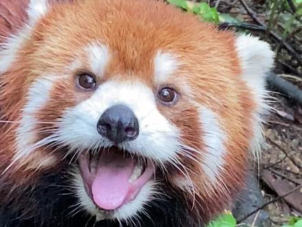 青苹果只是为了引诱小熊猫过来哦,没有喂食#小熊猫