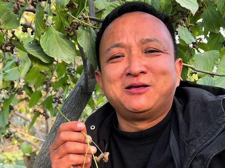 拐枣都不陌生吧,小时候的零食,也是非常古老的一种水果,种子叫做枳椇子,有句古话说:千杯不醉枳椇子