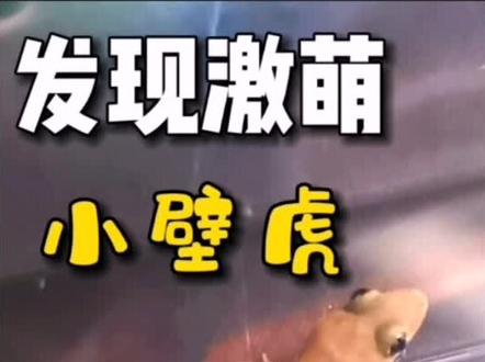 发现激萌小壁虎,找一个塑料盒养起来。太可爱啦。
