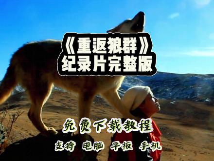 《萄皇珍藏》纪录片重返狼群完整版 #纪录片 #重返狼群 #格林 #李微漪 #2026了再看重返狼群依然很感动