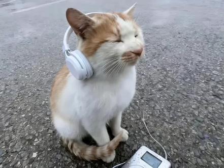 如果我是DJ#猫咪搞怪名场面 #治愈系小猫咪 #豆包