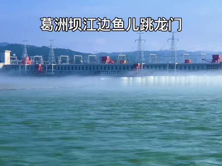 这季葛洲坝江边鱼儿扎堆,频频跃出水面跳龙门,游客争相打卡,生态美景超震撼!#城市风景一角 #湖北dou知道 #抖出你的家乡 #长江生态保护 #原创视频